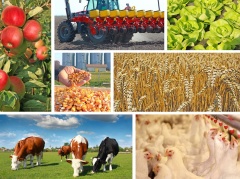 Вниманию сельскохозяйственных товаропроизводителей, организаций агропромышленного комплекса!