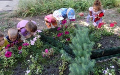 Дошкольники детского сада №12 исследуют  свой цветник. 